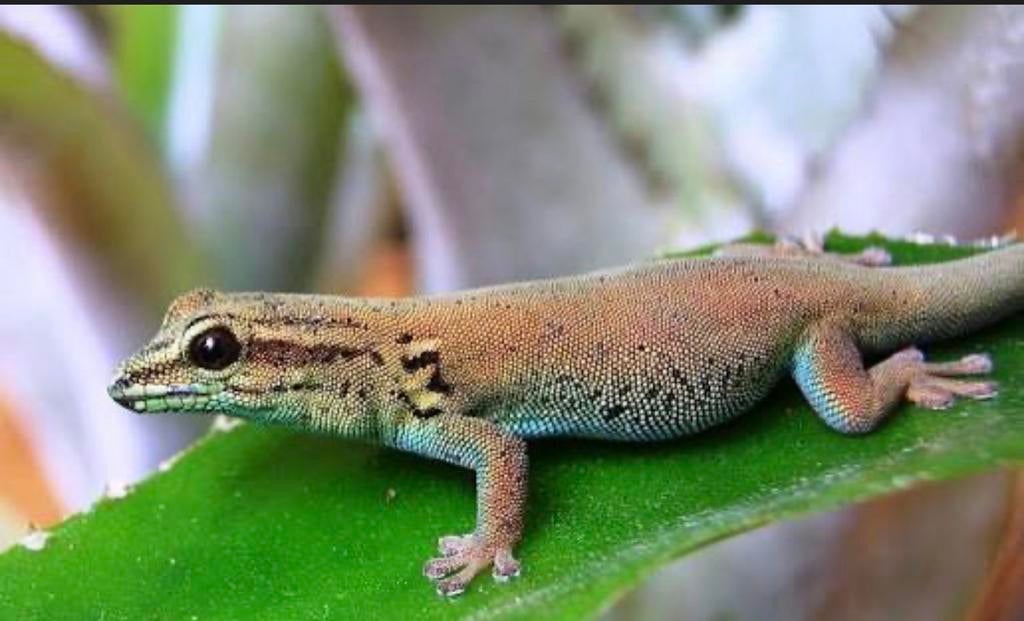 Opzoek naar vrouwelijke lygodactylus williamsi, Dieren en Toebehoren, Reptielen en Amfibieën, Hagedis, 0 tot 2 jaar