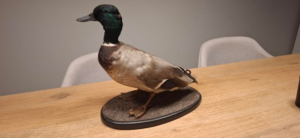 Opgezette mannetje eend, Ophalen of Verzenden, Gebruikt, Vogel, Opgezet dier