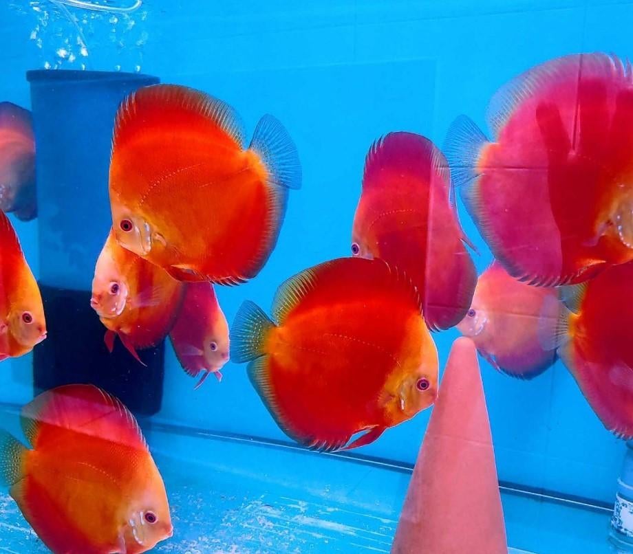 Discus Red Melon ca 6 cm - siner - Koidream Valburg, Dieren en Toebehoren, Vissen | Aquariumvissen, Vis, Zoetwatervis