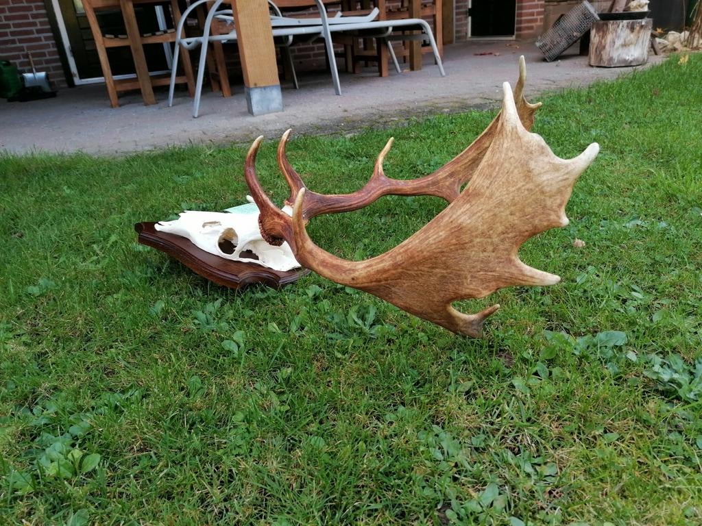 Gewei damhert taxidermy jacht wilde zwijnen, Ophalen, Hert, Gewei of Kop