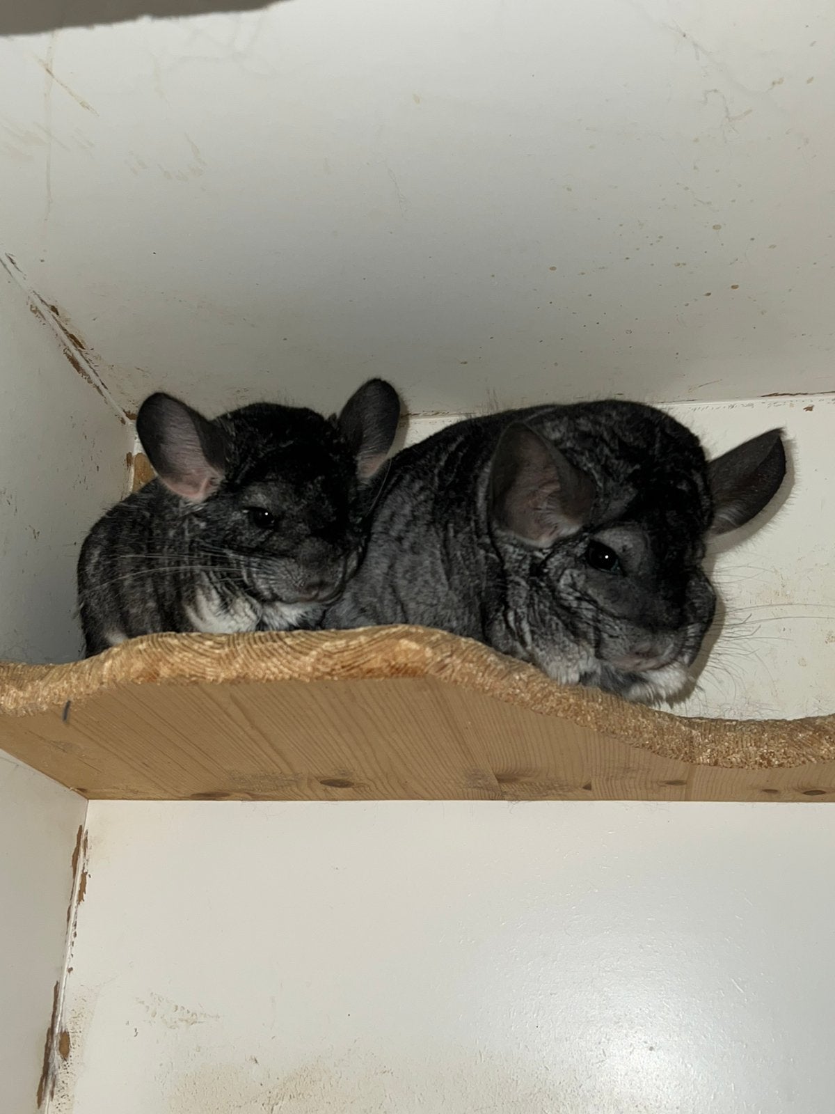 2 chinchilla dames, Dieren en Toebehoren, Knaagdieren, Vrouwelijk, Chinchilla, Augustus, Tam