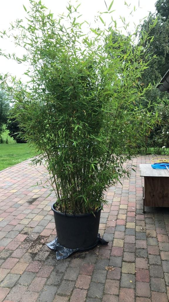 reclame bamboe planten  tuin- haag-bos-balkon -vogel volière, Ophalen, Buxus, Minder dan 100 cm
