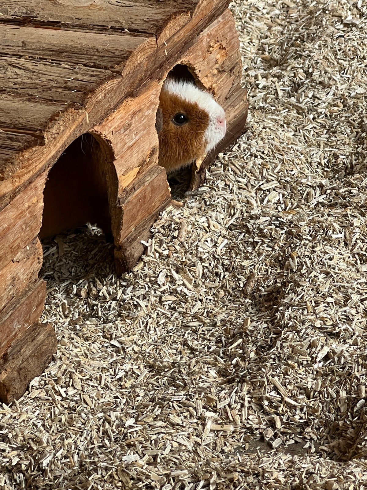 Te koop prachtige us-teddy cavia zeugen, Cavia, Augustus, Vrouwelijk, Tam