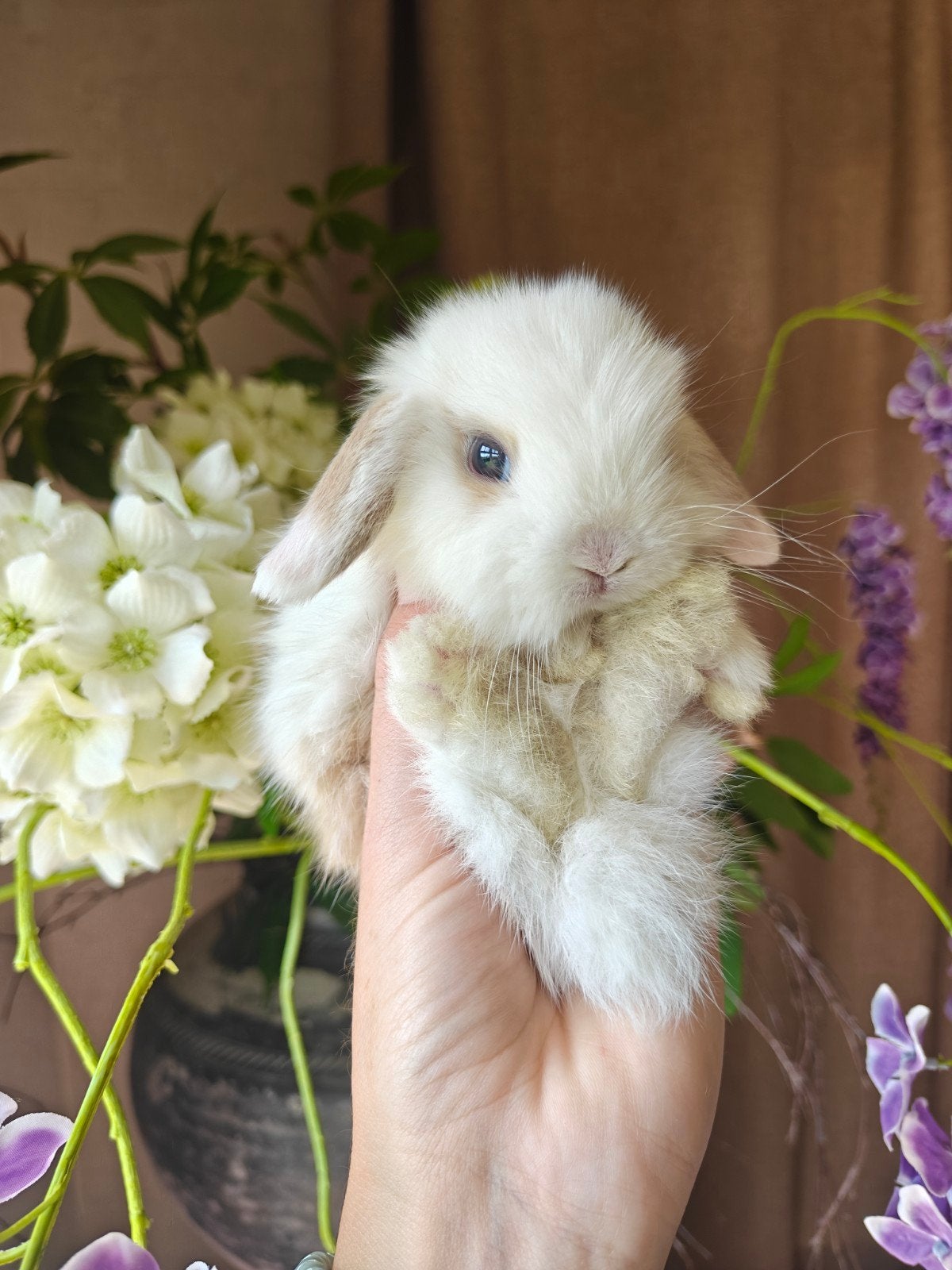 Minilop hangoor konijntjes, Meerdere dieren, Dwerg, Hangoor