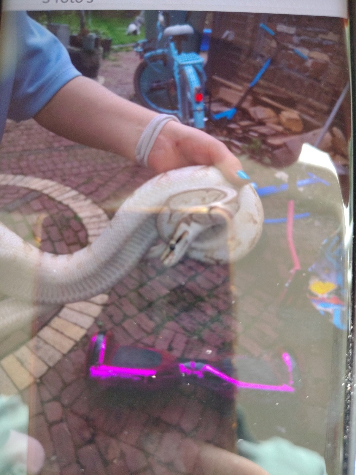 te koop mooie bal Python Ball Python - unknown for sale from Jerry