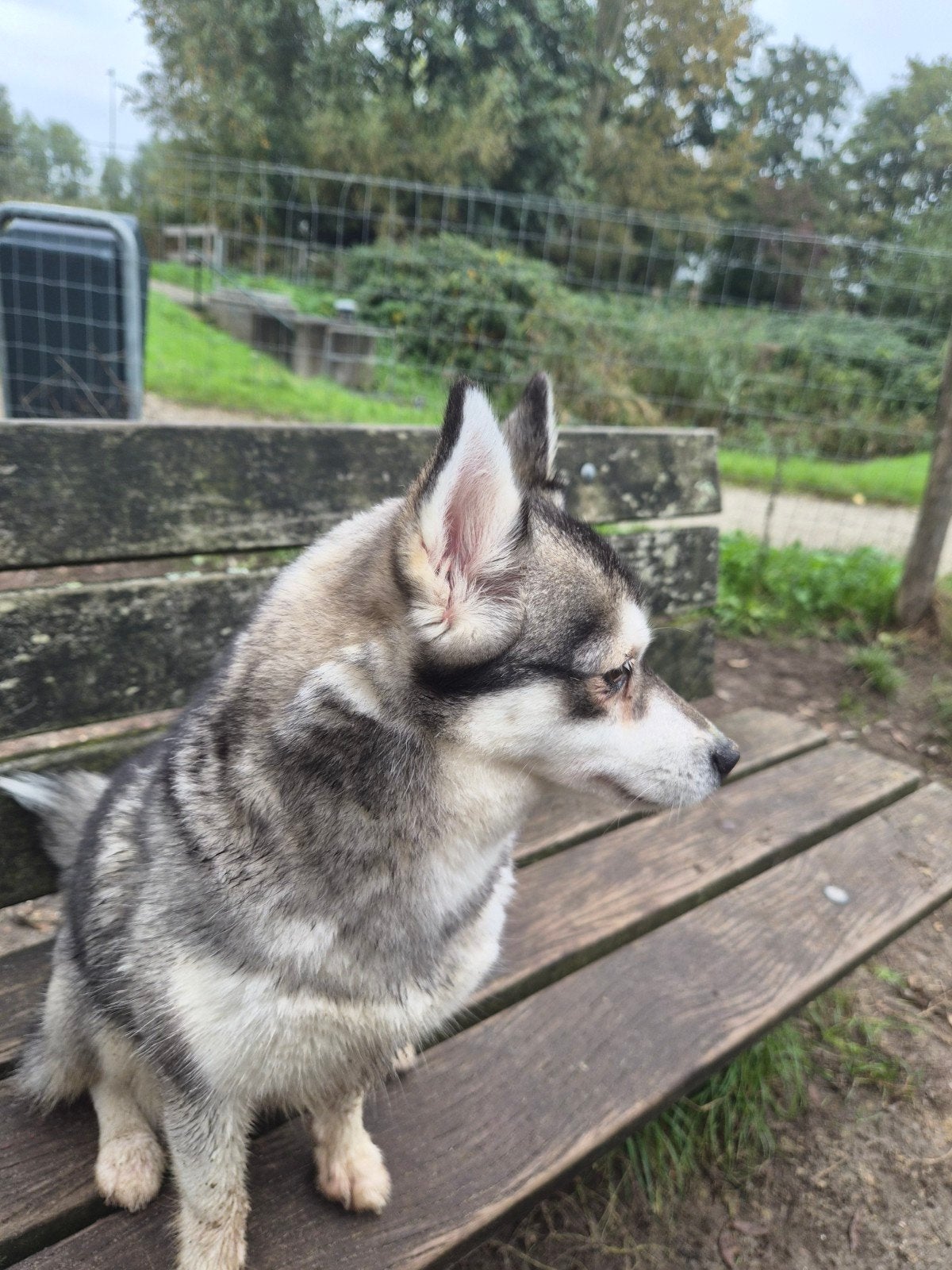 pomsky teefje, Dieren en Toebehoren, 1 tot 2 jaar, Teef, Eén hond, Nederland