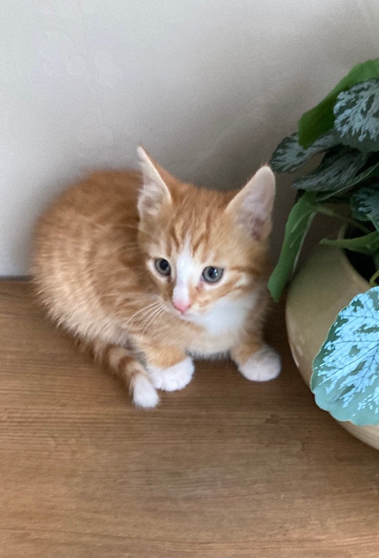 Kitten katertje, Kater