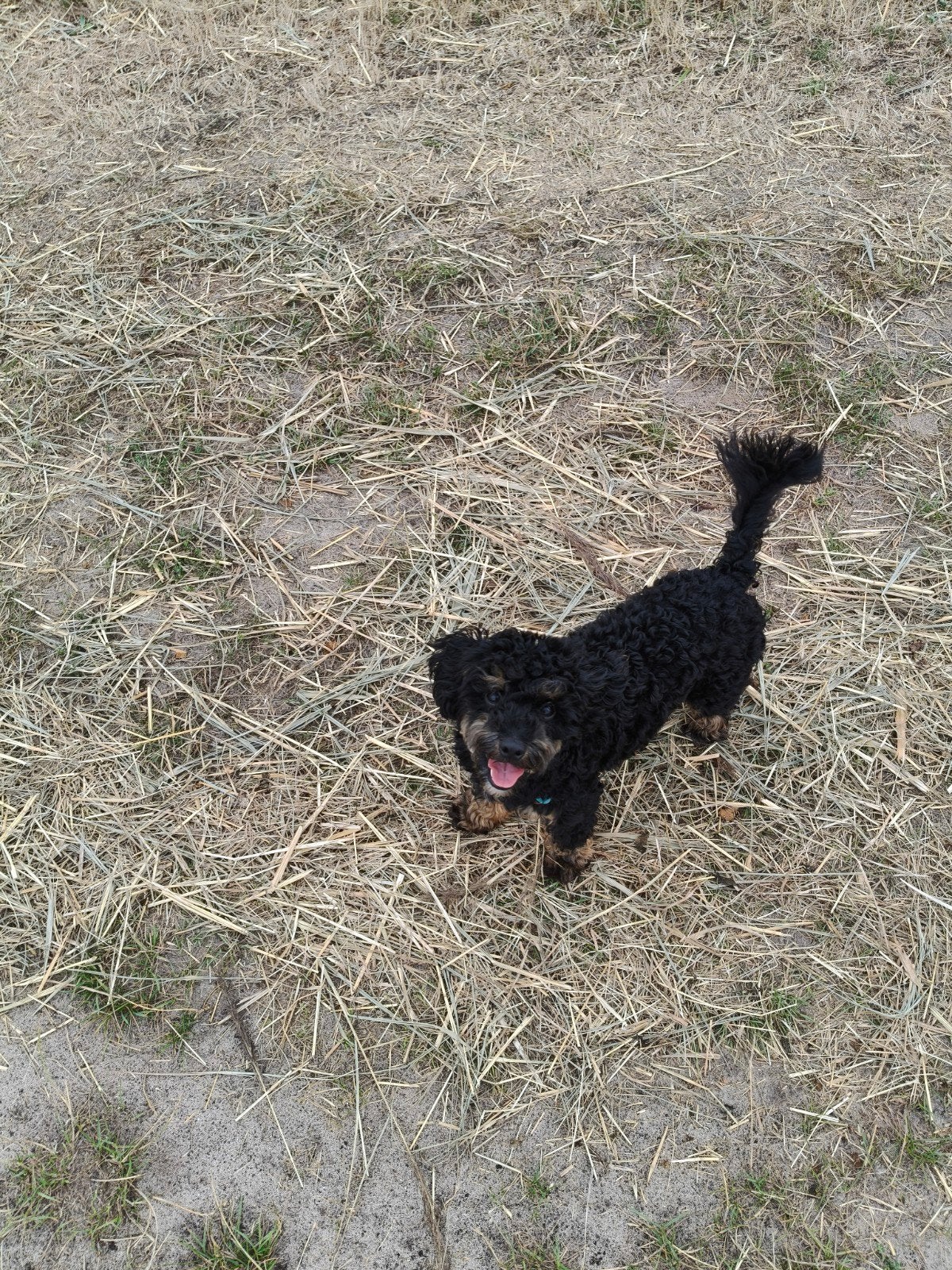 Lieve toy poedel, Dieren en Toebehoren, Poedel, 15 weken tot 1 jaar, Reu, Parvo