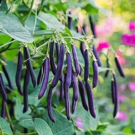Te koop: zaden 1-, 2-jarigen en vaste planten, Ophalen of Verzenden, Volle zon, Zaad