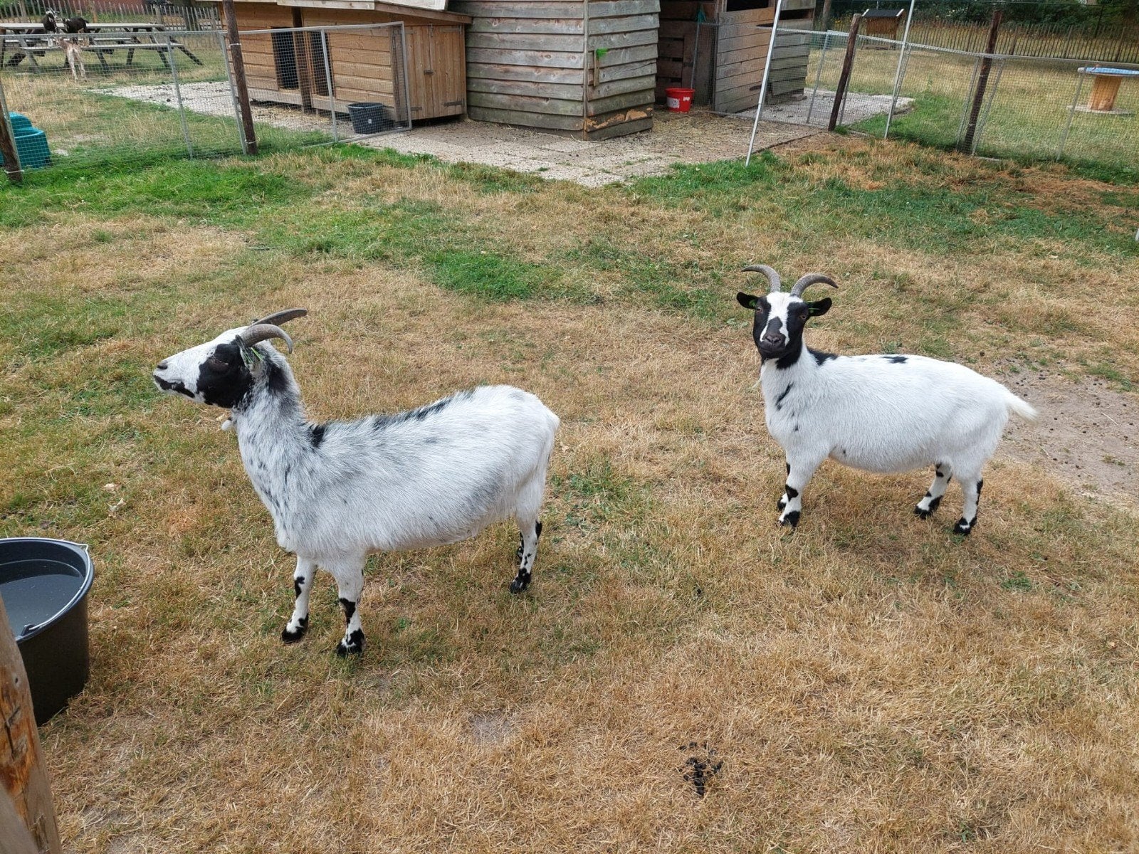 Twee dwerggeiten, Dieren en Toebehoren, Schapen, Geiten en Varkens, Vrouwelijk, Geit, 6 jaar of ouder