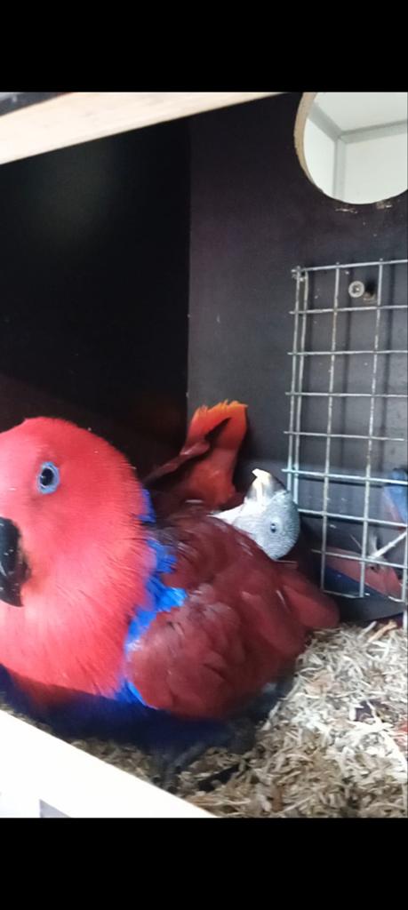 Tekoop jng NG Edel papegaaien., Dieren en Toebehoren, Vogels | Parkieten en Papegaaien, Meerdere dieren, Papegaai, Geringd