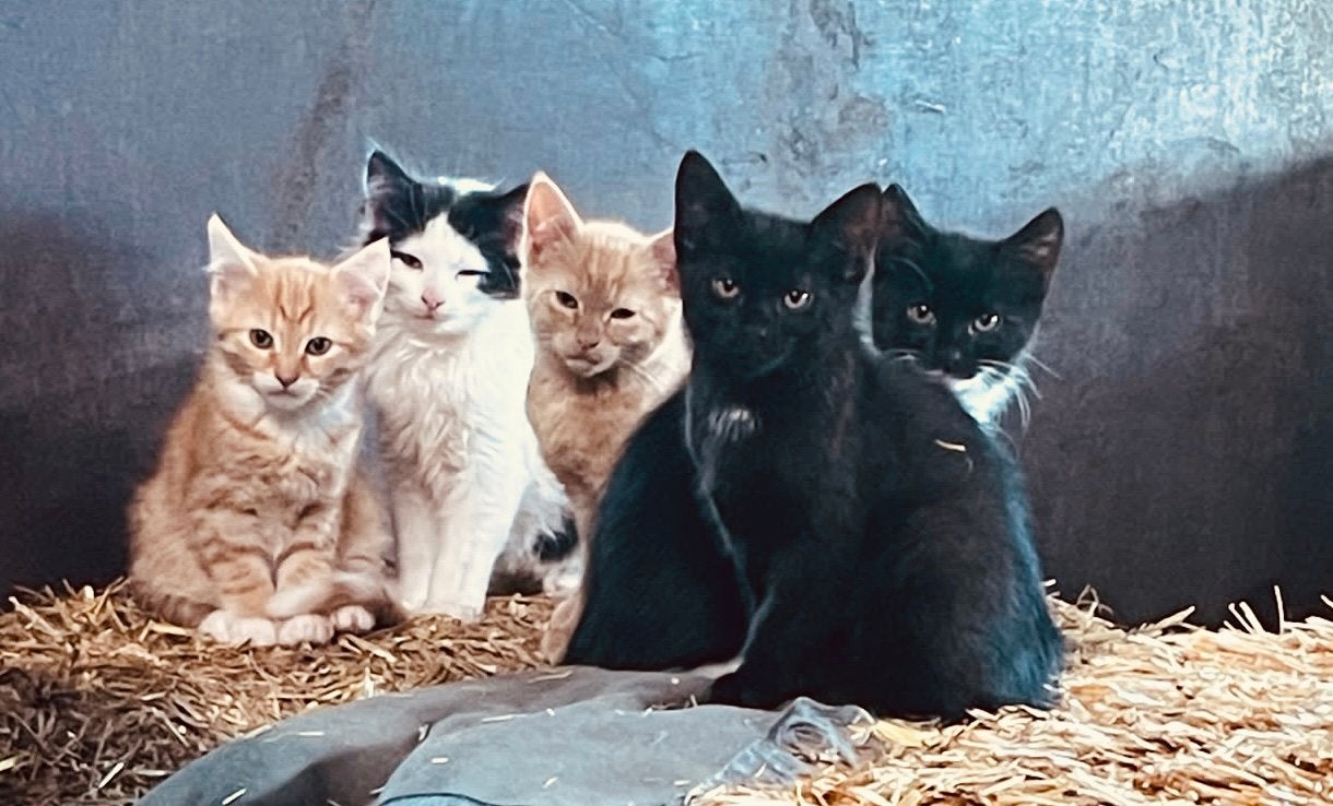 Europese korthaar kittens van de boerderij, Meerdere dieren