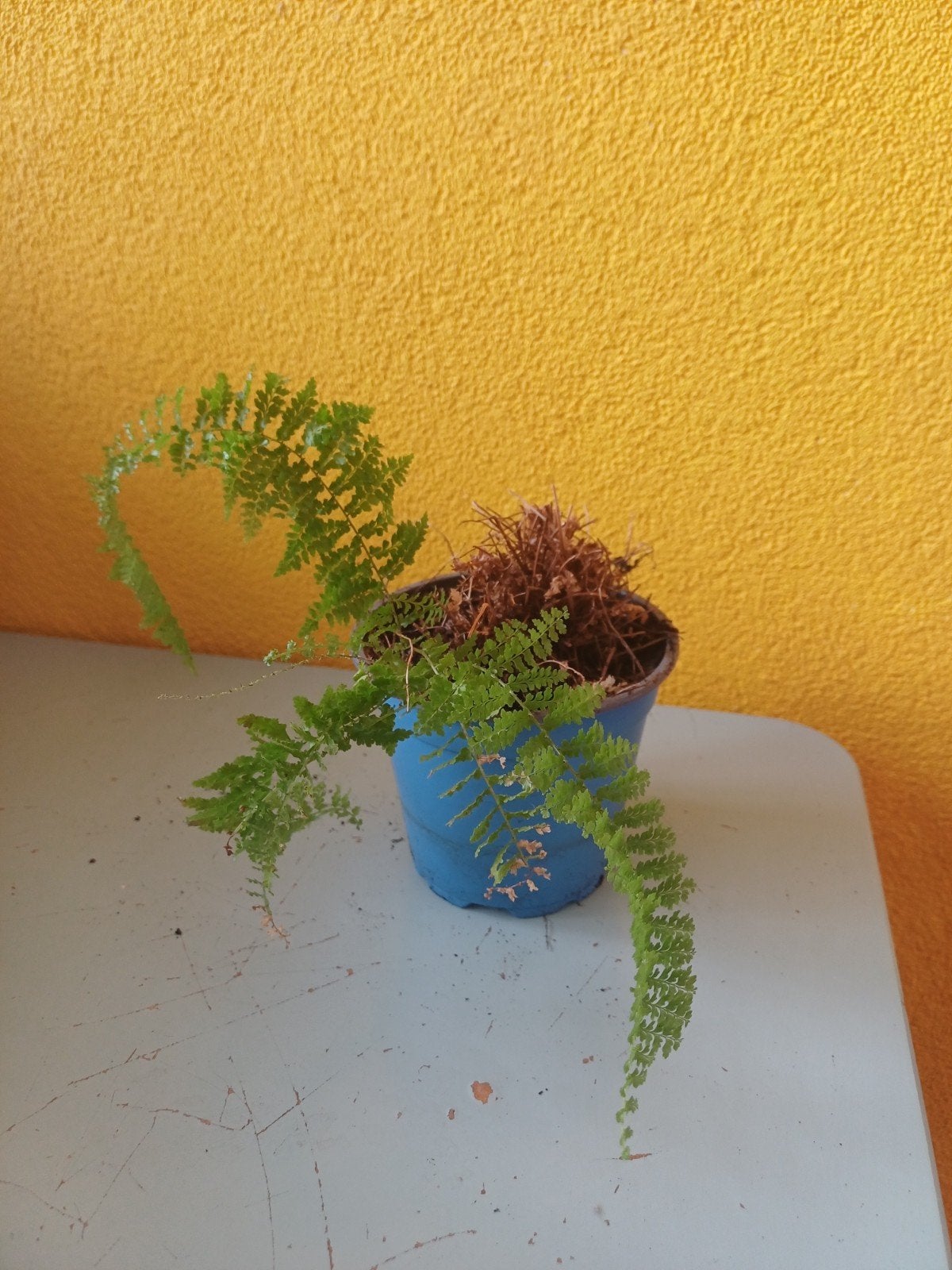 Asielvaren gratis op te halen, Huis en Inrichting, Kamerplanten, Groene kamerplant, Ophalen, Halfschaduw, Minder dan 100 cm