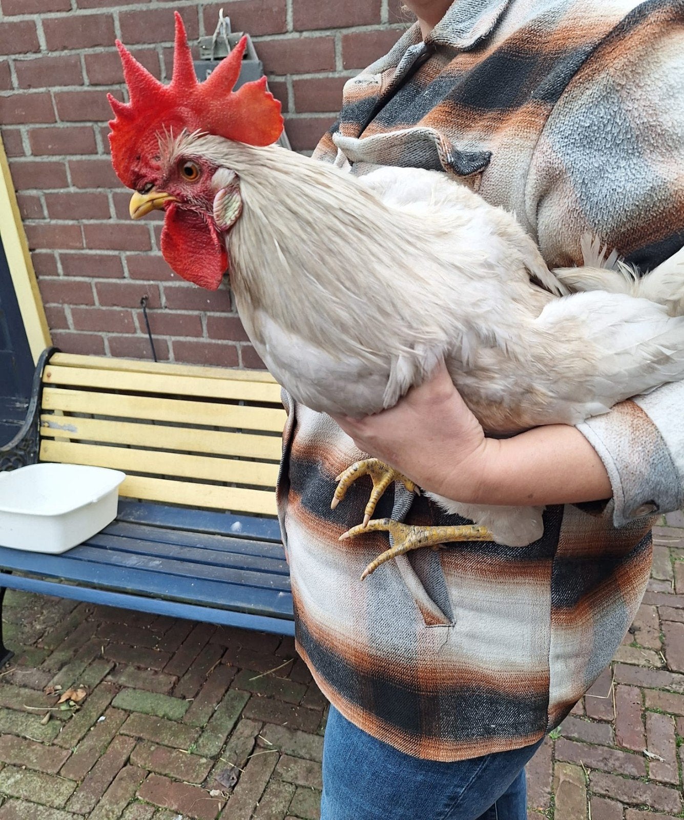witte leghorn haan., Mannelijk, Kip