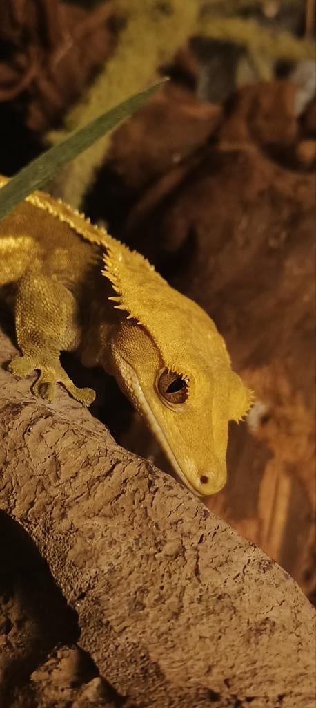 Wimpergekko's. Crested Gecko's., Dieren en Toebehoren, Hagedis, 0 tot 2 jaar
