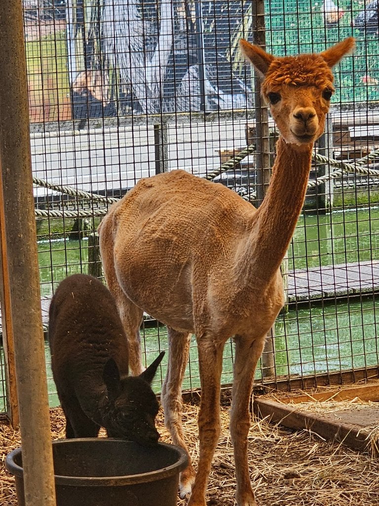 Alpaca | Moeder en Dochter | Cria 10 weken oud, Vrouwelijk, Schaap, 0 tot 2 jaar