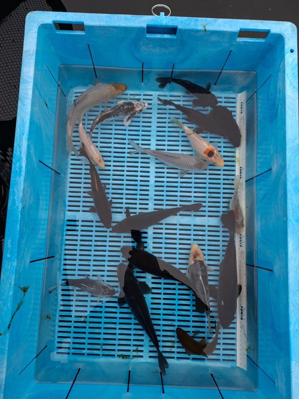 koi, chagoi, soragoi, magoi, ochiba shigure, Karper of Koi