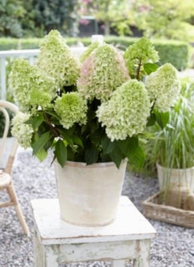 Hydrangea pan little fresco, Vaste plant, Halfschaduw, Zomer, Ophalen