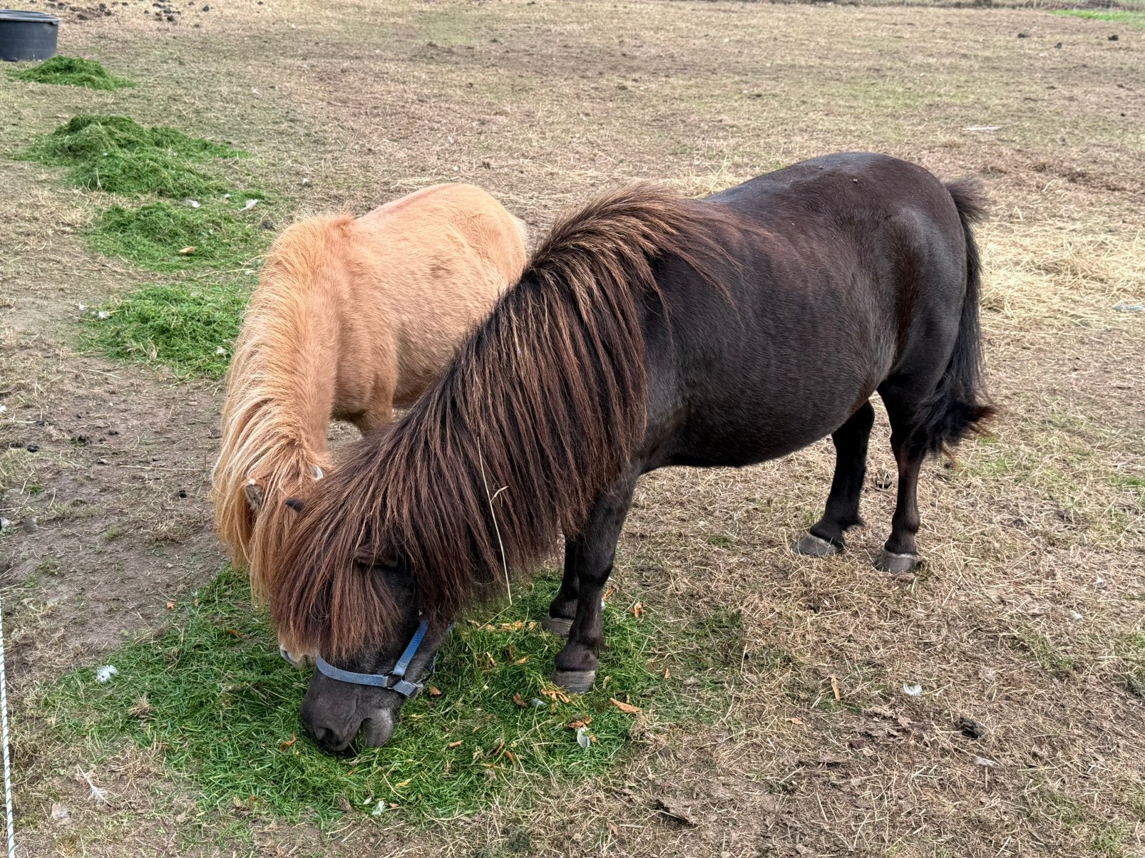 Shetlanders te koop., Meerdere dieren