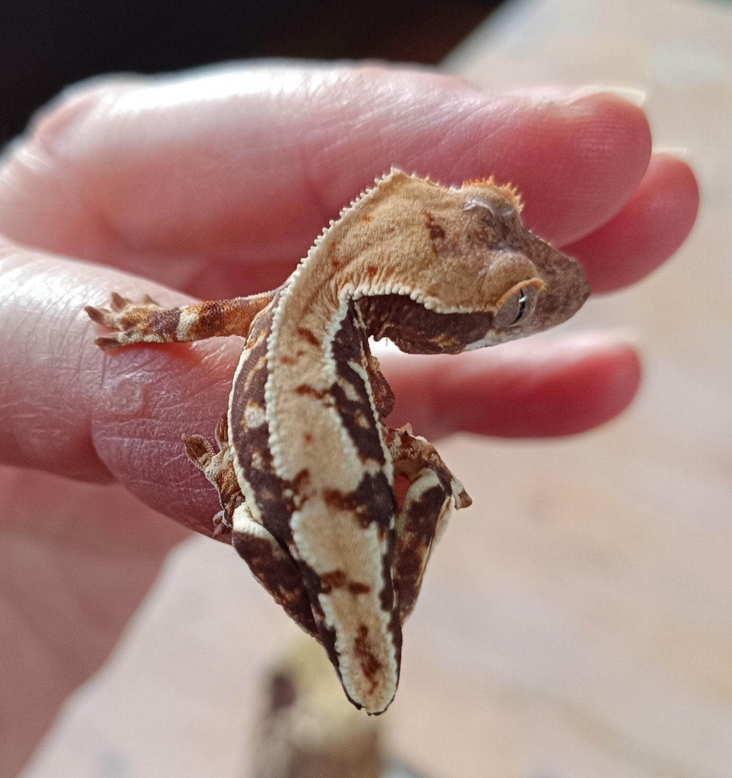 Wimpergekko baby Lilly white Crested Gecko photo 2