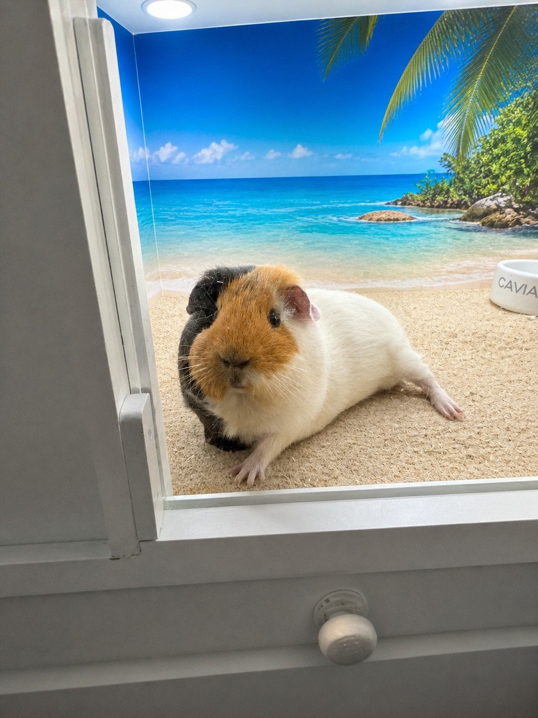 Cavia zeugje, Cavia, Vrouwelijk, Tam, September