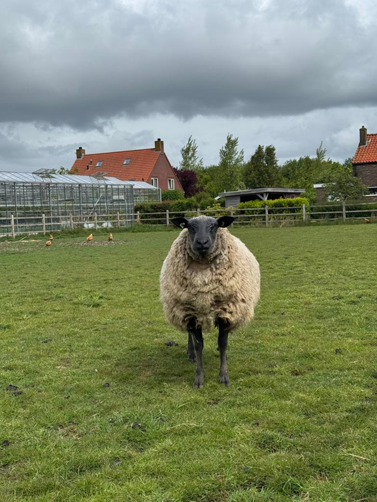 Blue de maine ram, Dieren en Toebehoren, Schapen, Geiten en Varkens, Mannelijk, Schaap