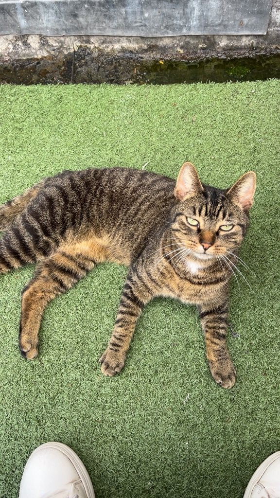 Kater Andre ( gecastreerd), Dieren en Toebehoren, Kater, Kortharig, 0 tot 2 jaar