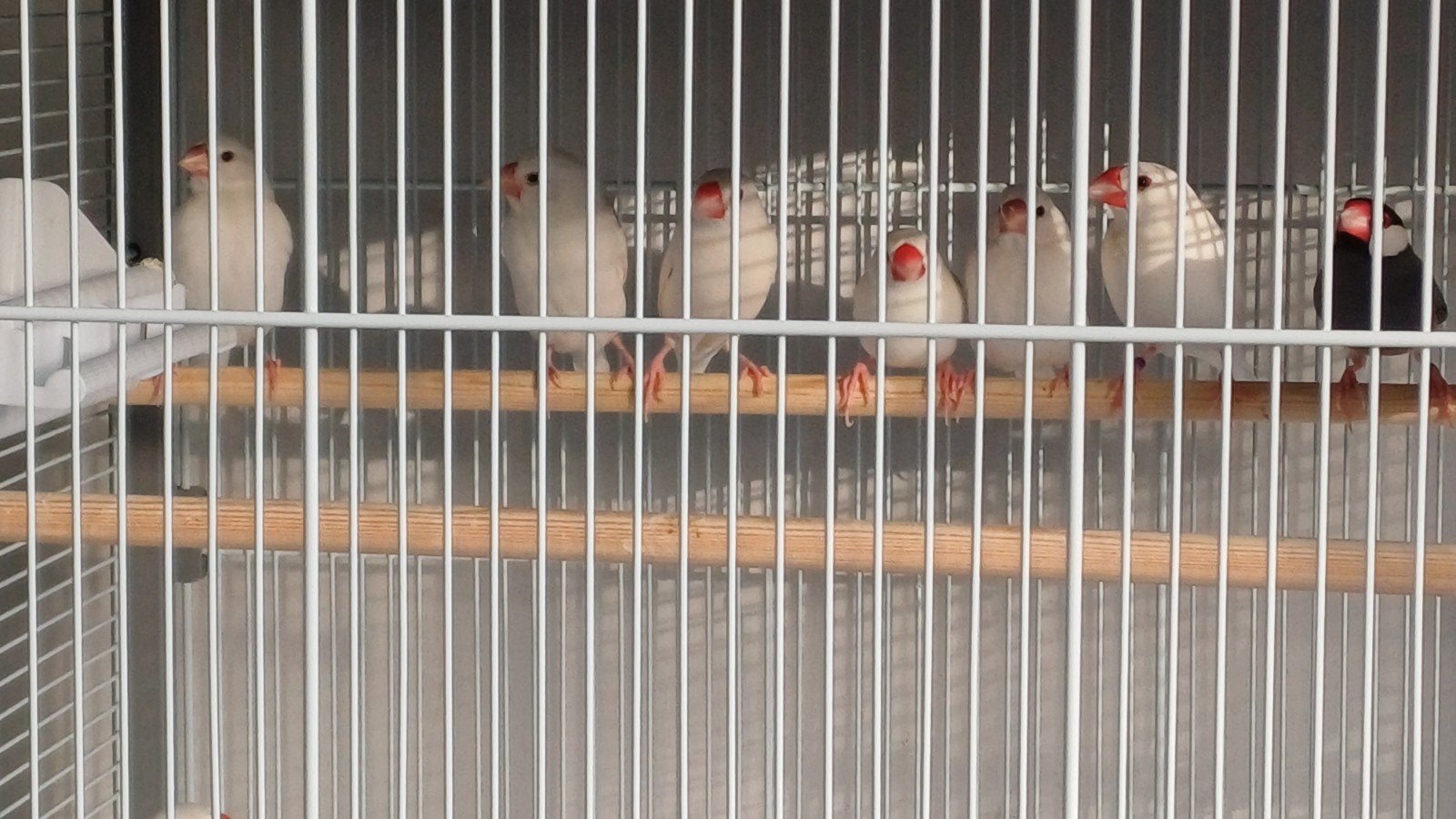 rijstvogels, Dieren en Toebehoren