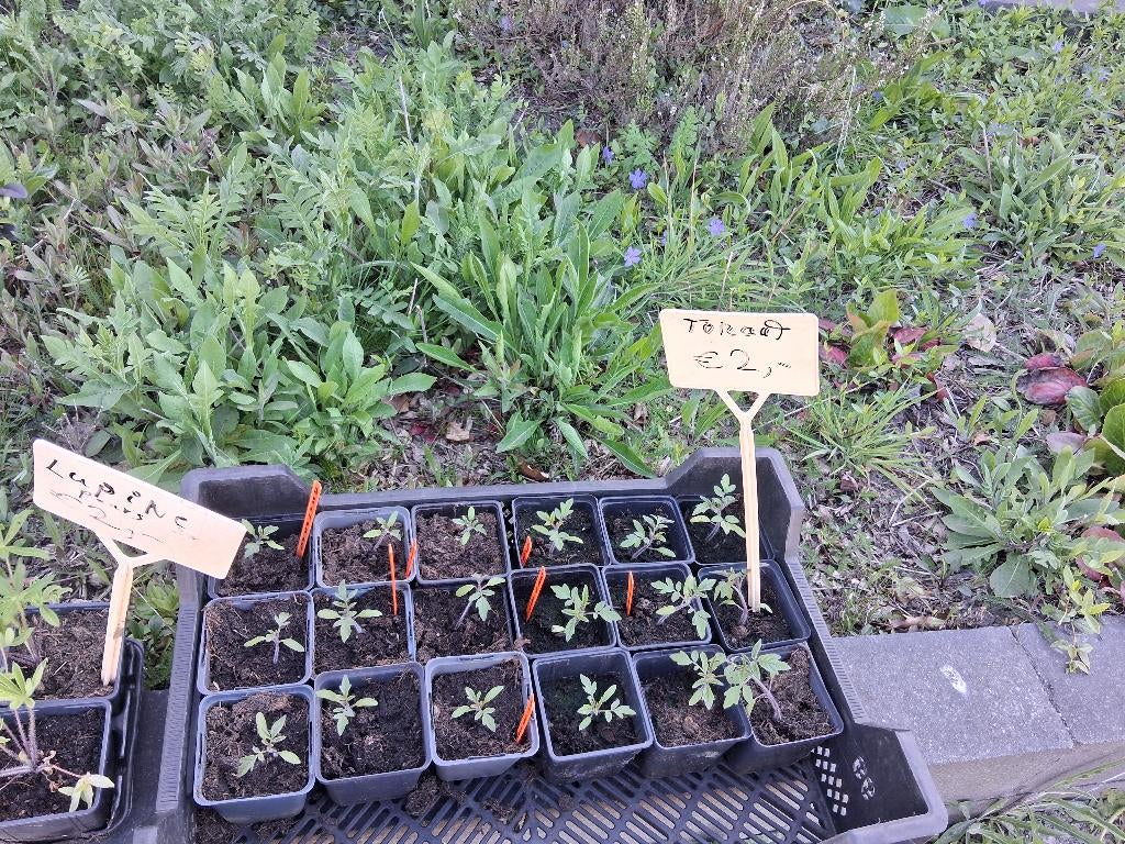 Tomatenplanten, Ophalen, Eenjarig, Groenteplanten, Volle zon