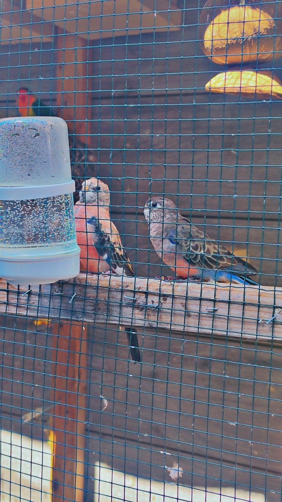 gouldamadine en parkieren, Meerdere dieren, Geringd