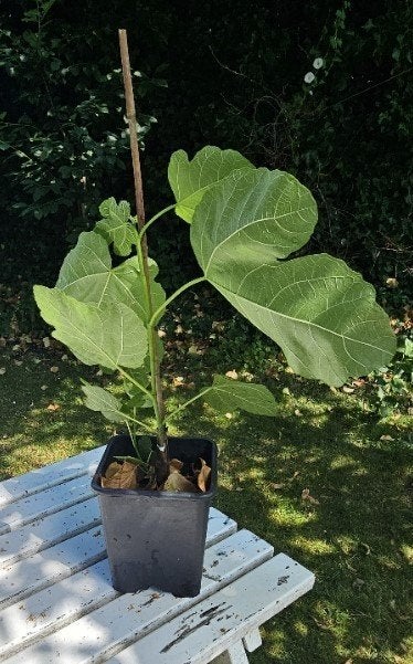 Vijgenboom 75 cm, Ophalen, Overige soorten, Volle zon