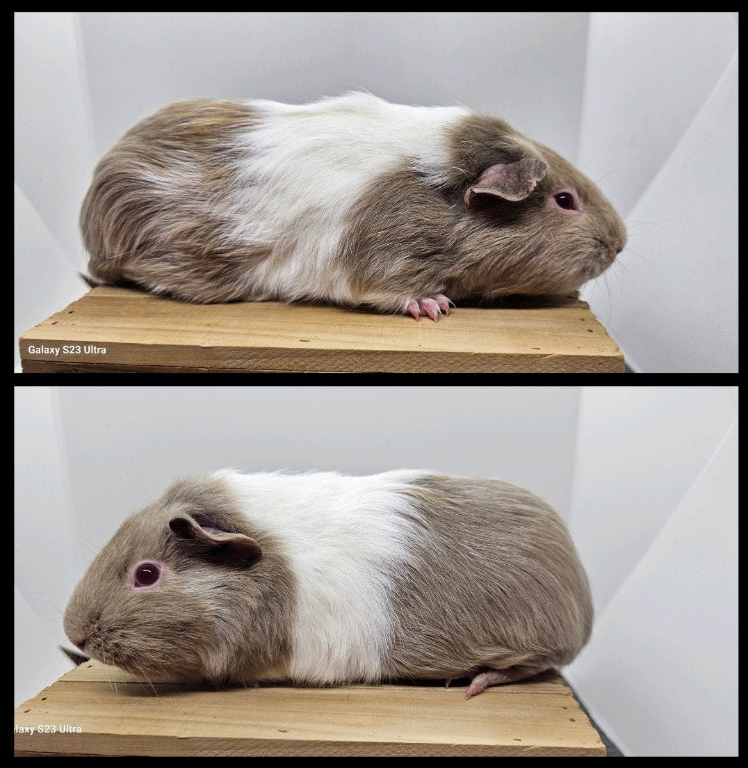 Skinnydrager zeugje, Cavia, December, Vrouwelijk, Tam