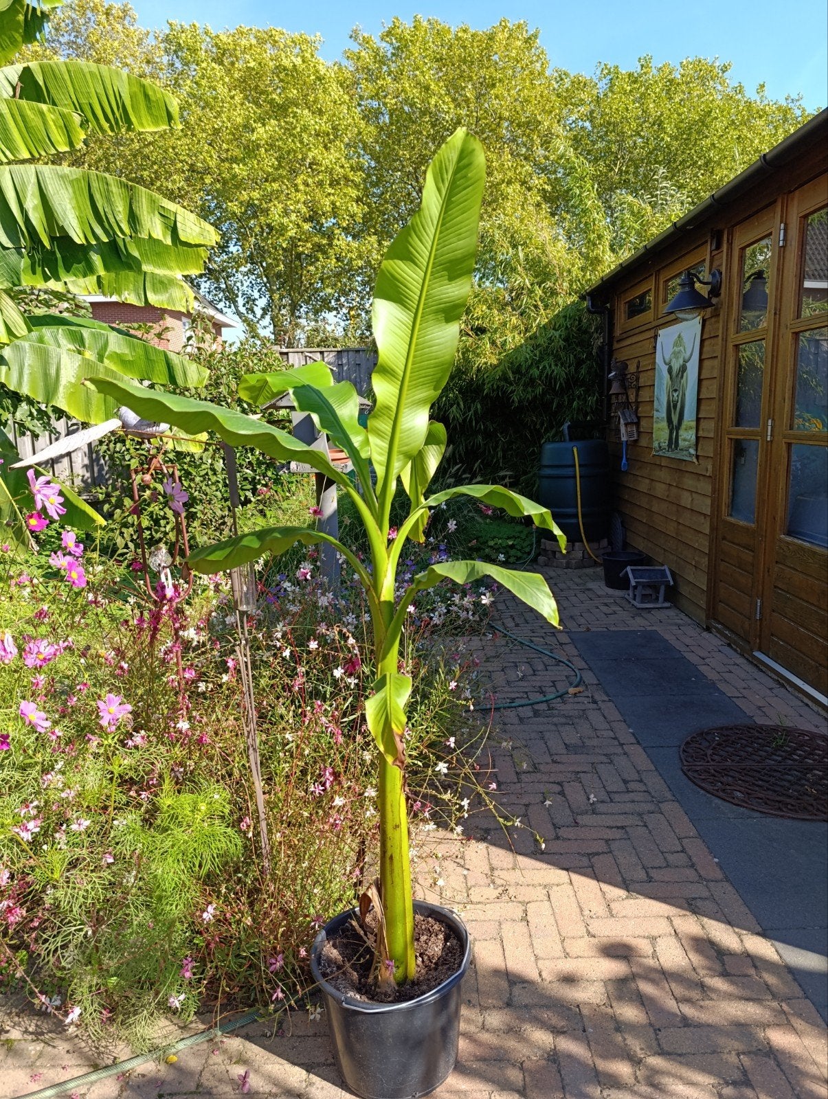 Bananenplant voor buiten, Ophalen, Overige soorten, Volle zon
