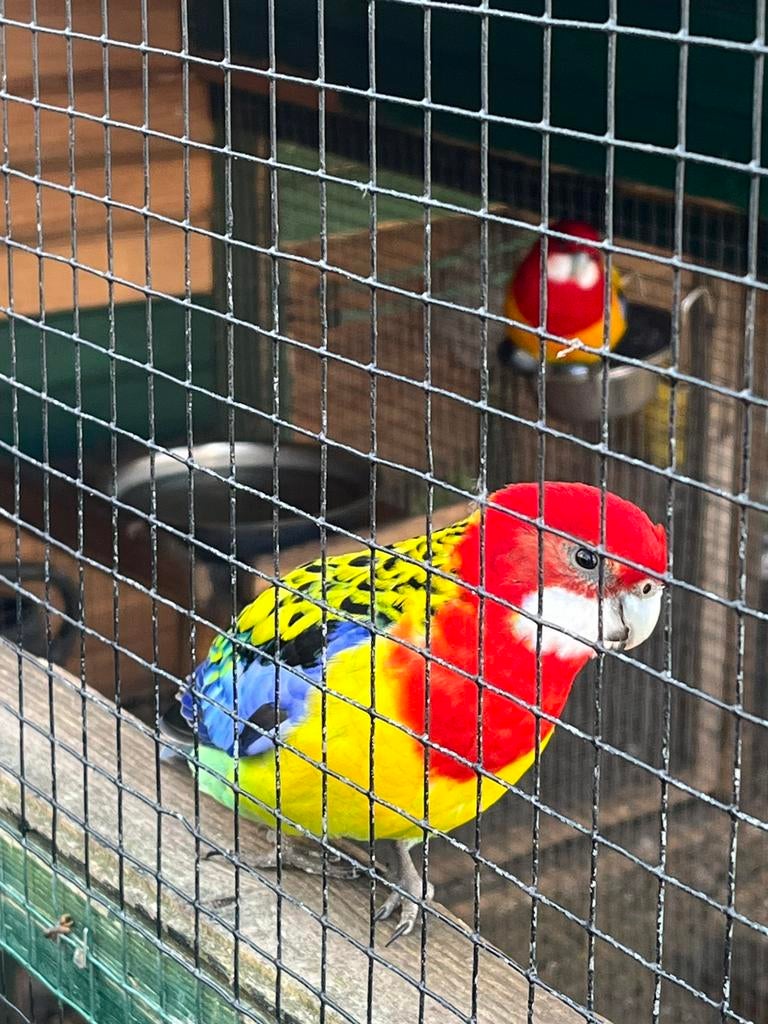Parkieten, Meerdere dieren, Parkiet