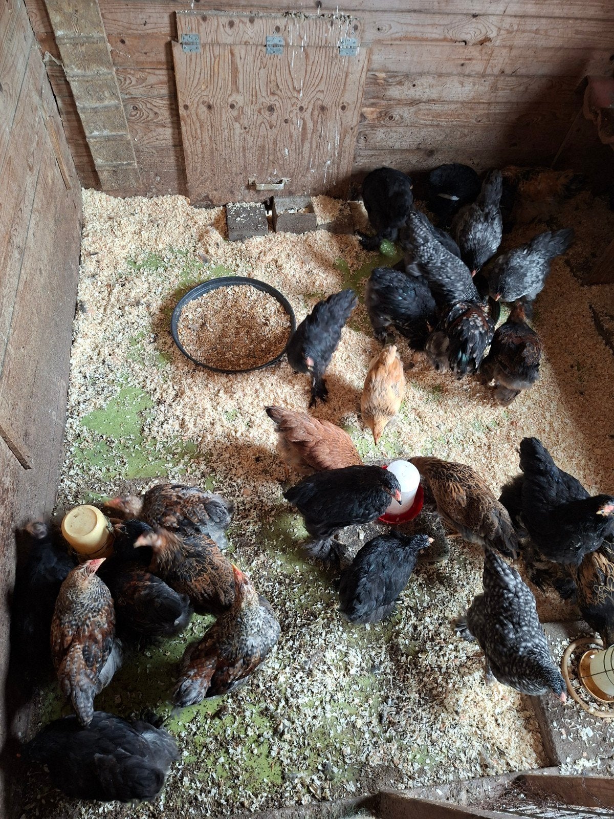 10 brahma kuikens, Dieren en Toebehoren, Pluimvee, Meerdere dieren, Kip