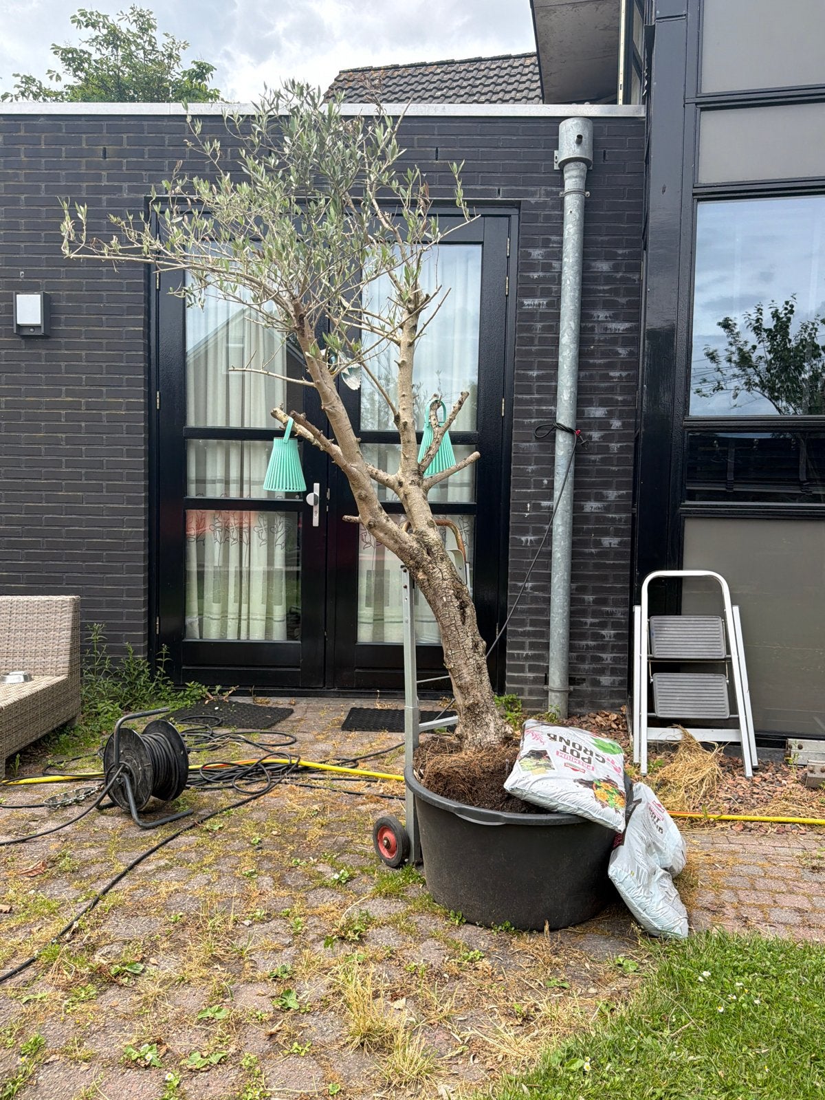 15 jaar oude olijfboom - 2 meter hoog met dikke stam, Ophalen, Volle zon