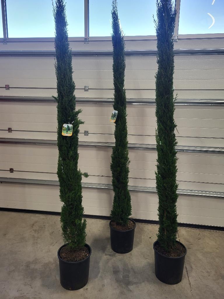 Cupressus semp Totem, Tuin en Terras, Planten | Bomen, Bloeit niet, Overige soorten, 100 tot 250 cm, Ophalen
