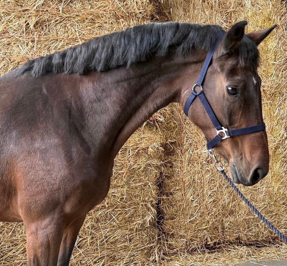 12 jarige Merrie Dolany x Lorentin, Merrie, Met stamboom, Dressuurpaard, 11 jaar of ouder
