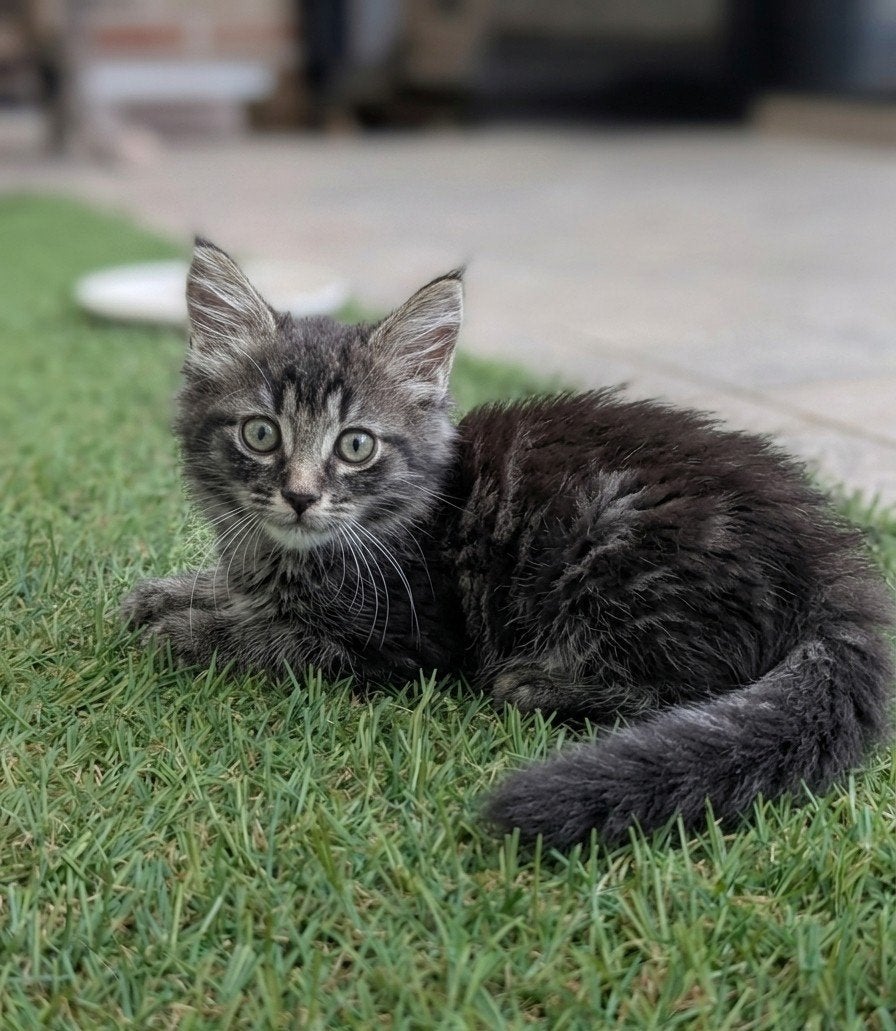 half-ras Maine Coon kittens