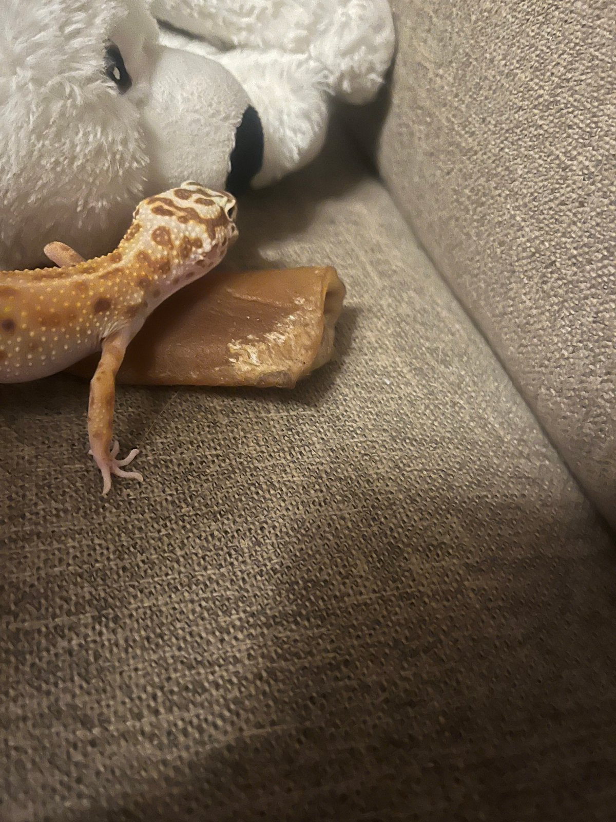 Mack snow luipaard gekko Leopard Gecko photo 4
