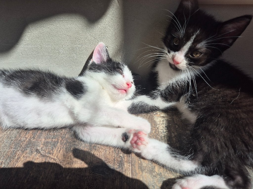 Kittens, Poes, 0 tot 2 jaar