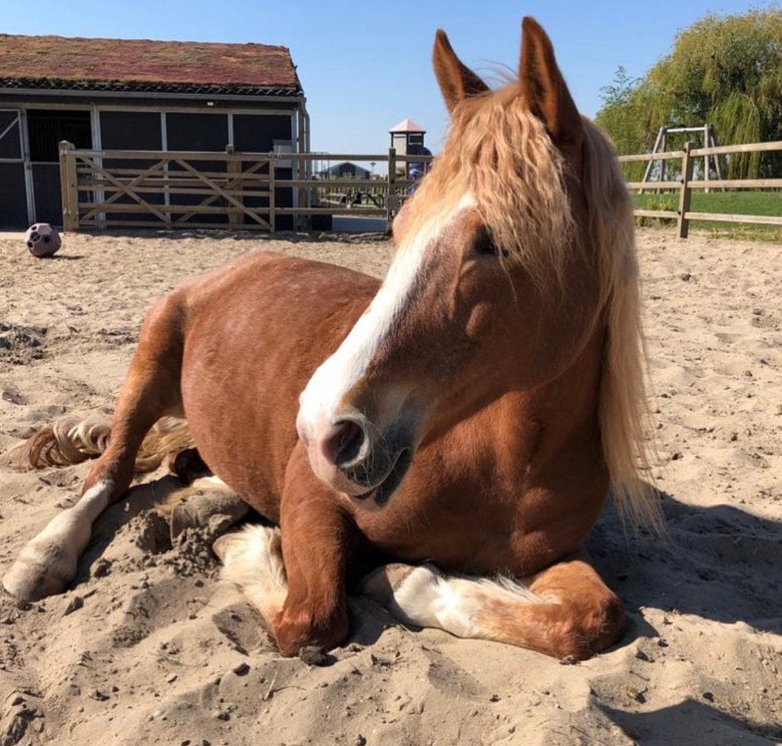 Verzorgpony aangeboden!, Dieren en Toebehoren, Paarden en Pony's | Verzorgingsproducten, Ophalen of Verzenden