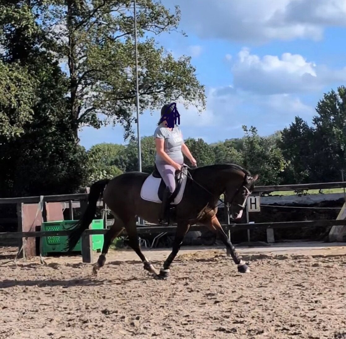 Leasepaard zoekt bijrijder leaser verzorger, Ophalen