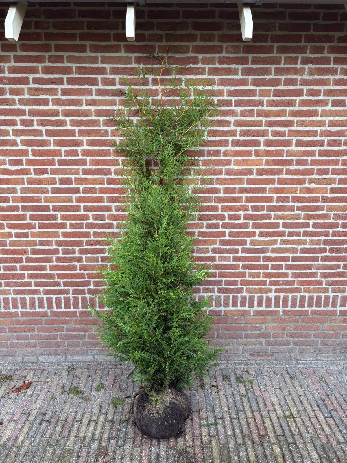 Coniferen thuja brabant, Ophalen of Verzenden, Conifeer, 100 tot 250 cm