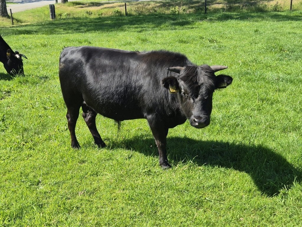 Mini Stiertjes (Dahomey dwergrund), Dieren en Toebehoren, Mannelijk, 0 tot 2 jaar