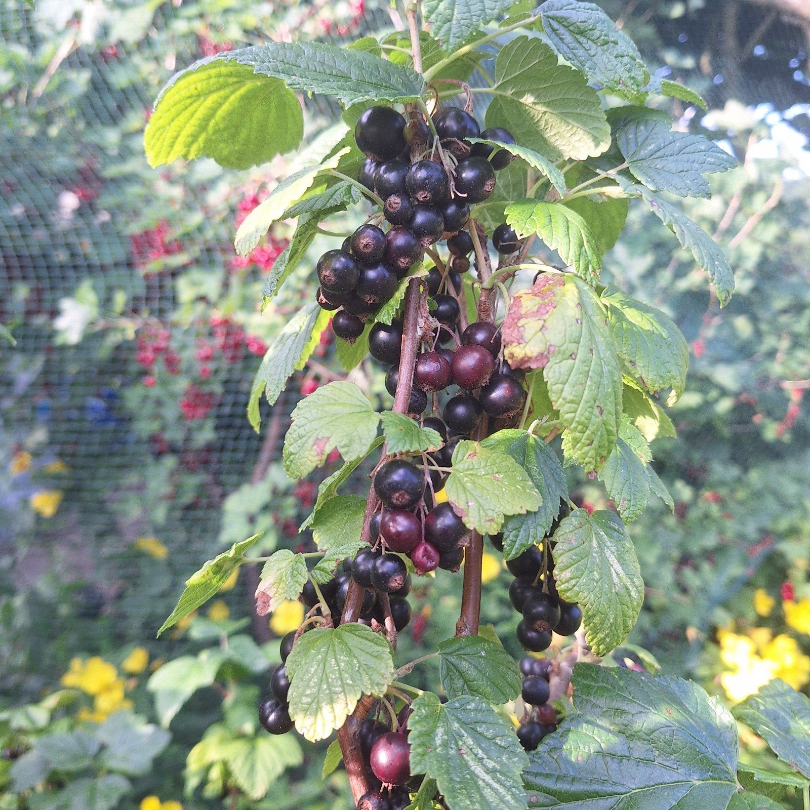 Zwarte  cassis bessen uit eigen tuin te koop, Ophalen of Verzenden, Minder dan 100 cm, Overige soorten, Lente