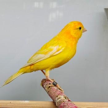 Kanarie geel man, Mannelijk, Kleurkanarie