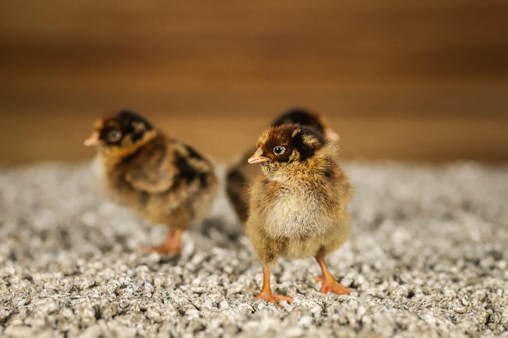 Barnevelder groot kippenkuikens | Gesekst en Ingeënt, Vrouwelijk, Kip