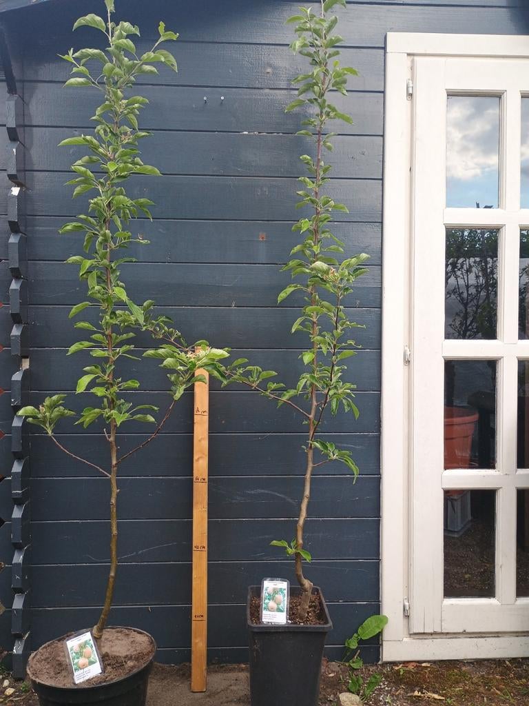 Jonagold Appelboom - €25 p/st, 2 voor €40, Ophalen, Lente, Volle zon, In pot