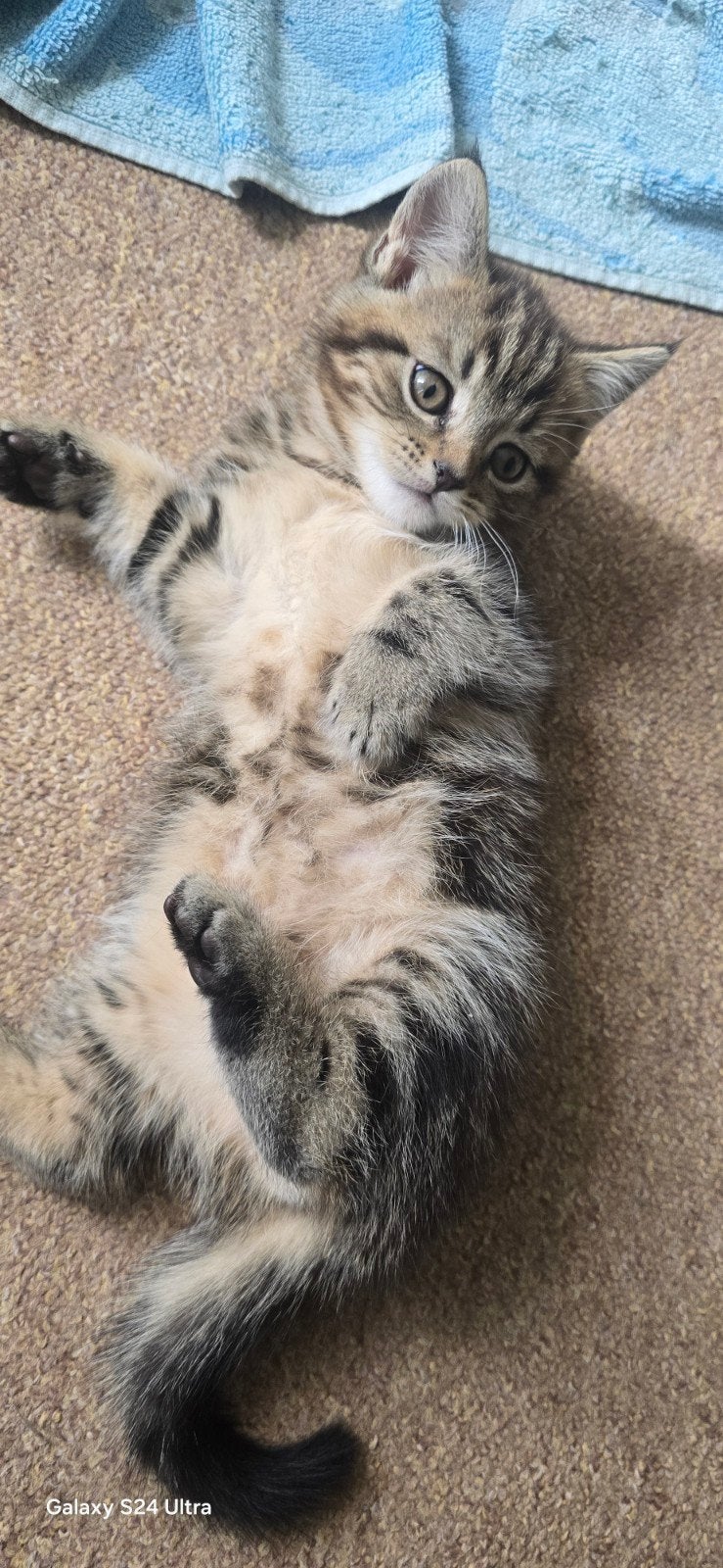 Prachtige Kittens: Maine Coon x Britse Korthaar (Katers), Dieren en Toebehoren, Katten en Kittens | Raskatten | Korthaar, Kater